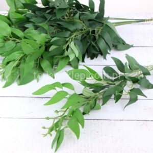 TERJAN GAŁĄŹ RUSKUS LIU388