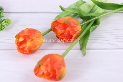 TERIAN TULIPAN POMARAŃCZOWY CK27