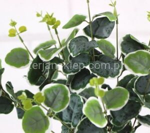 TERJAN E147 GAŁĄZKI EUKALIPTUSA