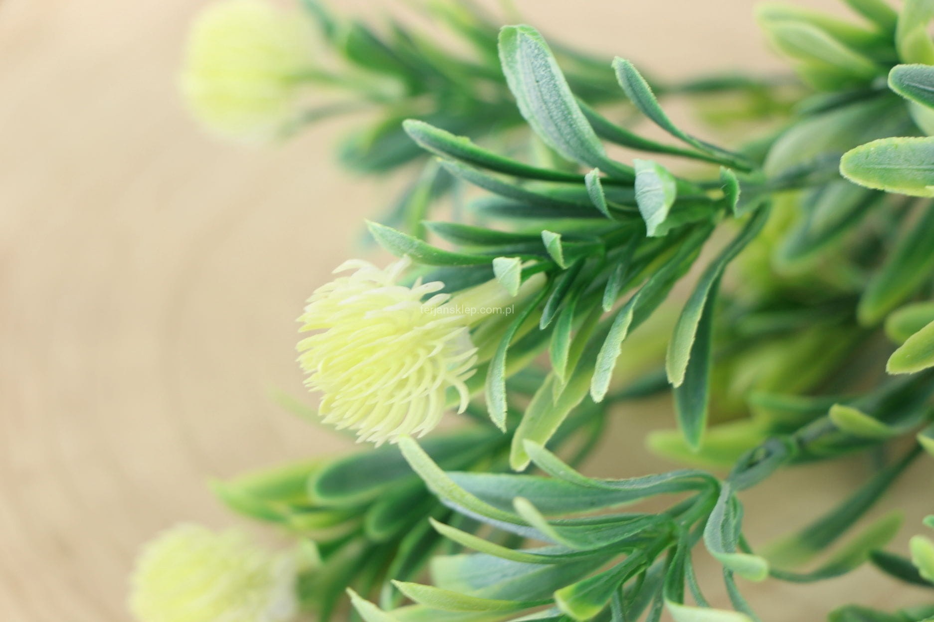 TERJAN BUKIET OSTÓW KREM CV22185